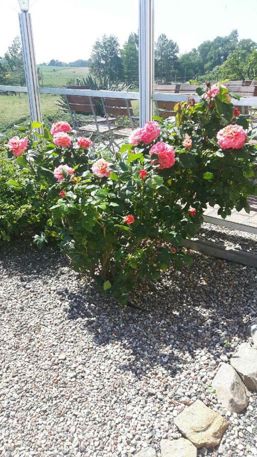 Heu-Ferienhof Altkamp بوتبوس المظهر الخارجي الصورة